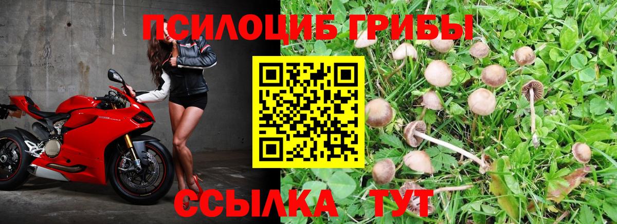 Псилоцибиновые грибы прущие грибы  что такое   Батайск  Вход с VPN 